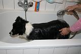 BAIN - BORDER COLLIE 002